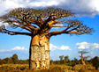 Afrique