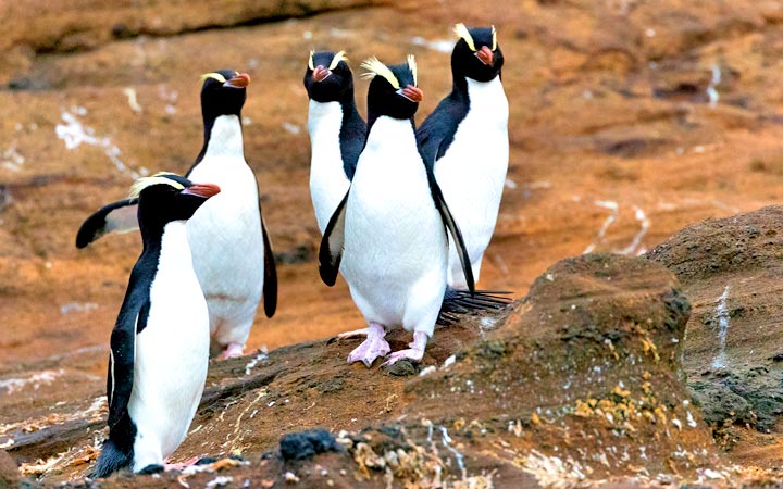 Croisière Antipodes Island