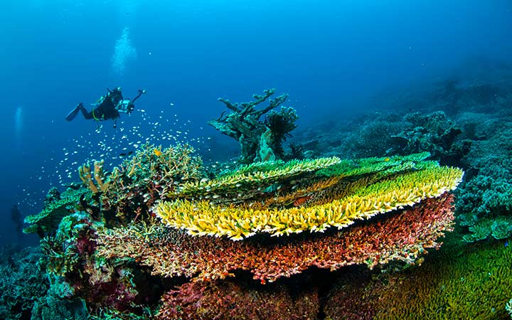 Croisière Iles Banda