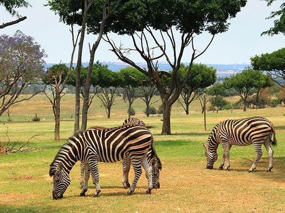 croisière Chobe Zambèze - Chobe Zambèze : L'Afrique Australe : Expérience inédite aux confins du monde (11Z_PP) 