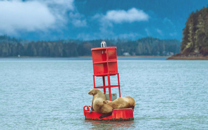 Croisière Juneau