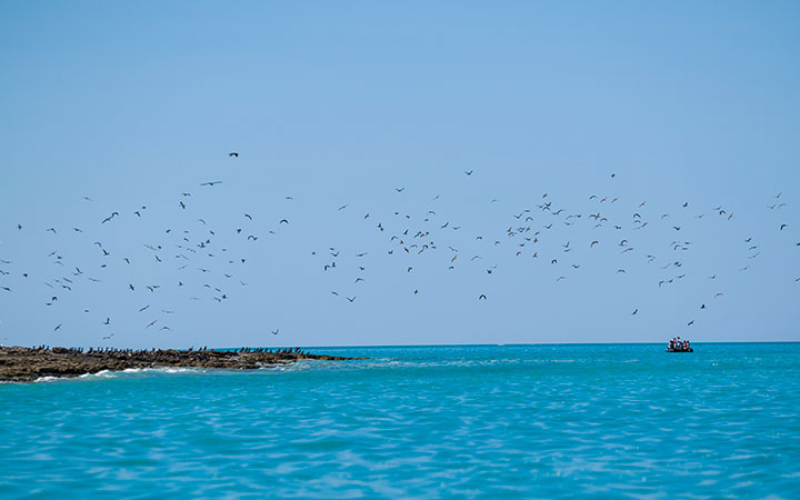 Croisière Lacepede Islands