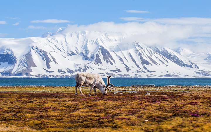 Croisière Longyearbyen