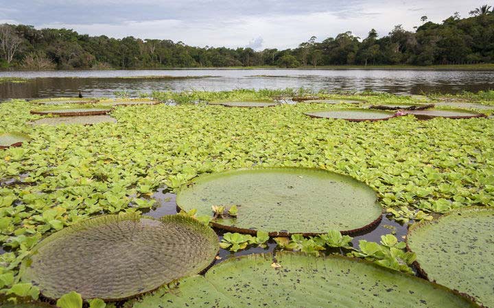 Croisière Manaus