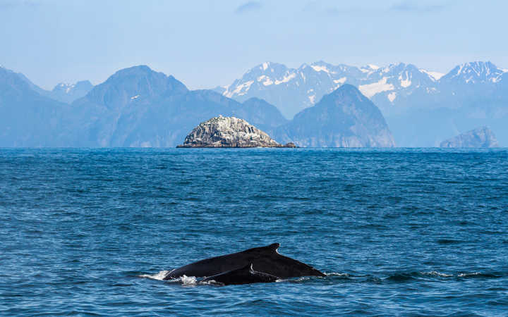 Croisière Seward