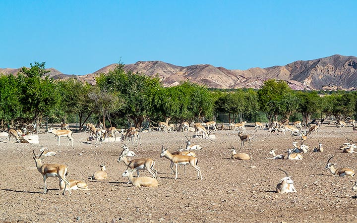 Croisière Sir Bani Yas