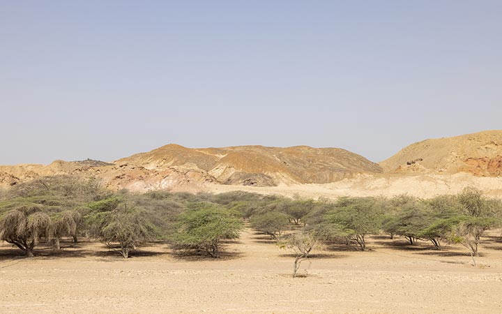 Croisière Sir Bani Yas