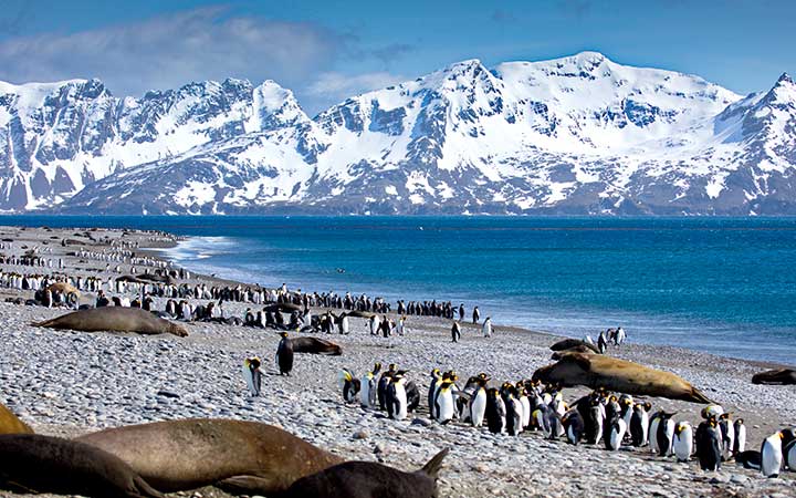 Croisière South Georgia Island