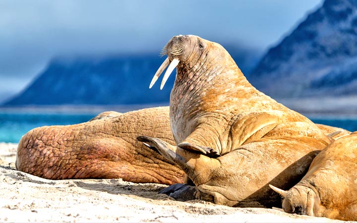 Croisière Walrus (Ile de)