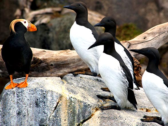 Les joyaux de l'Alaska : Juneau, Skagway, Ketchikan 