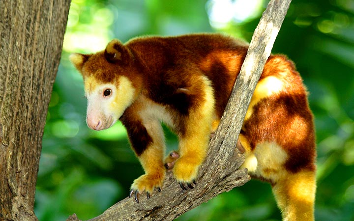 Papouasie-Nouvelle-Guinée (Alotau)