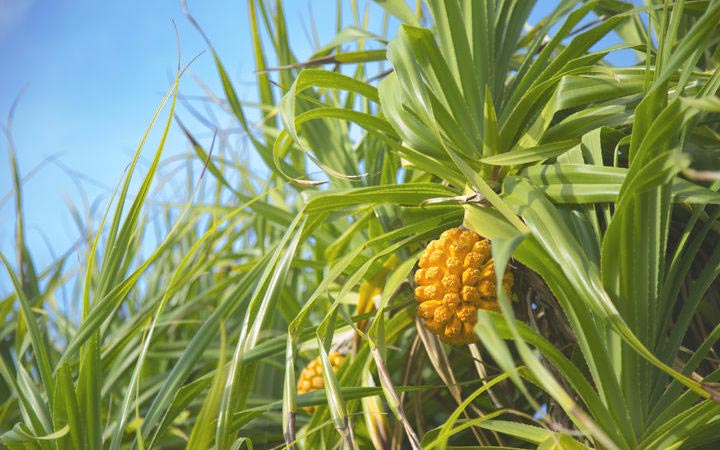 Japon (Amami-Oshima)