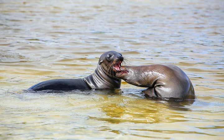 Iles Galapagos (Baie Gardner)