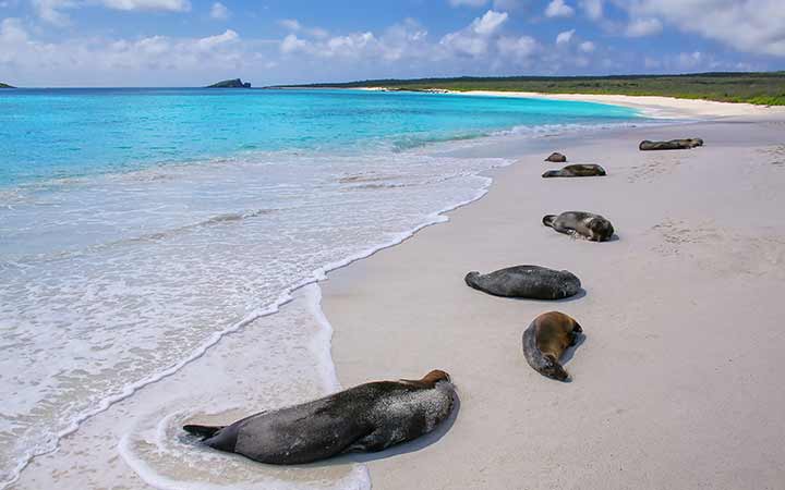 Iles Galapagos (Baie Gardner)