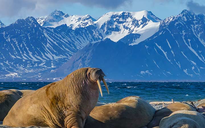 Spitzberg (Baie de la Madeleine)