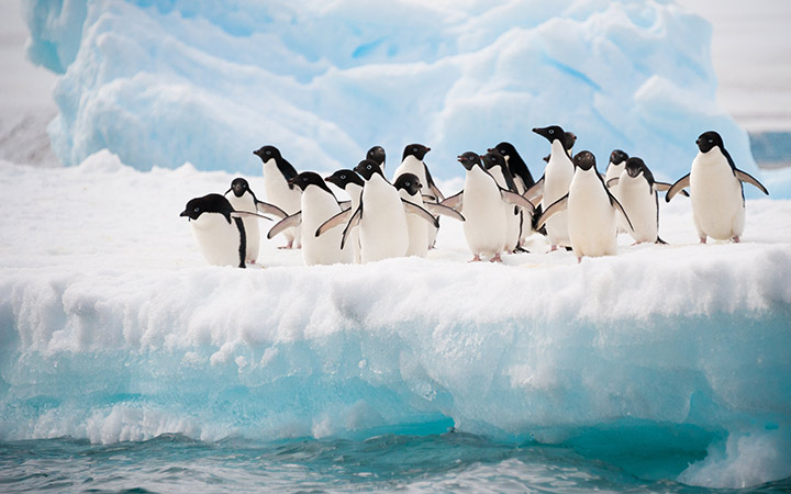 Arctique (Banquise)