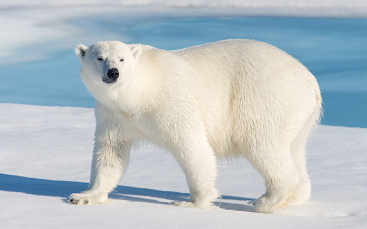 Arctique (Banquise)