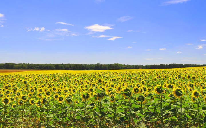 BRAZEY-EN-PLAINE