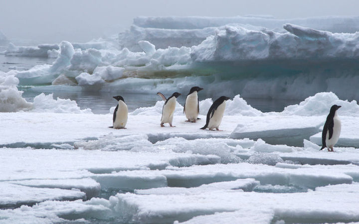 Antarctique (Baie Marguerite)