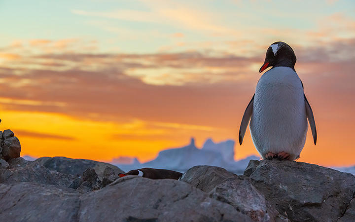 Antarctique (Ile Charcot)