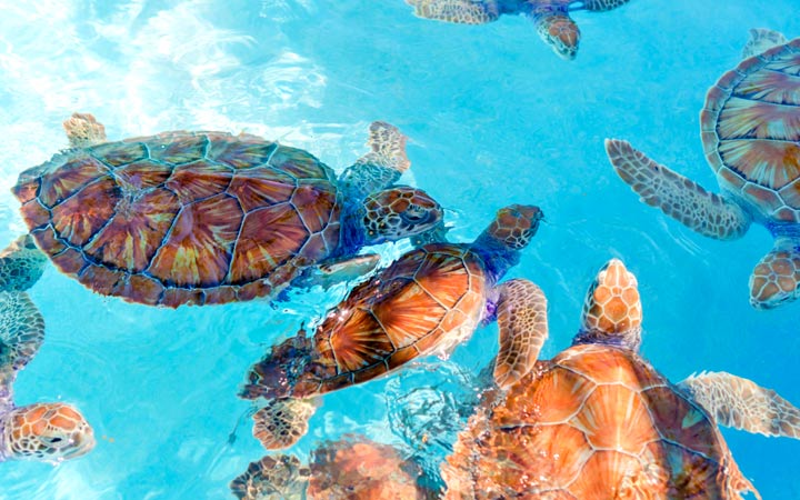 Mexique (Costa Maya)