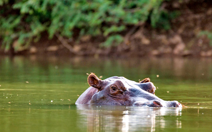 RICHARD TOLL - DAGANA