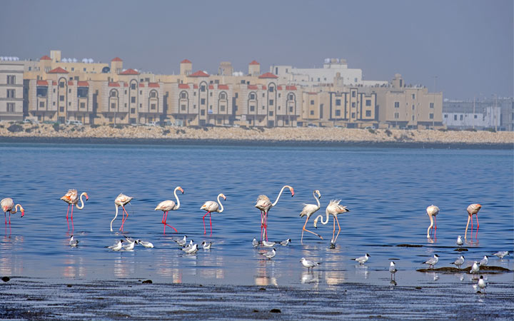 Arabie Saoudite (Dammam)