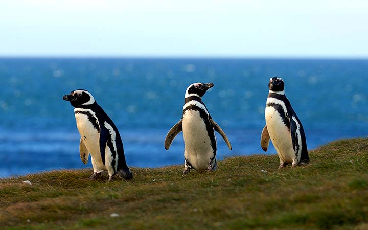 Détroit de Magellan (Chili)