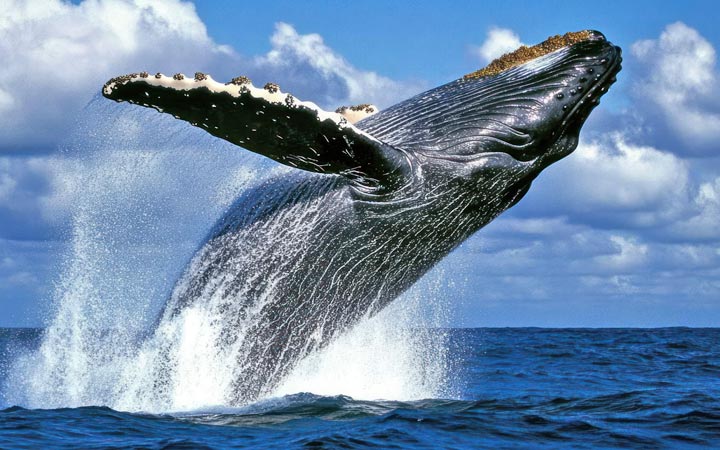 Australie (Eden)