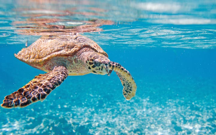 Seychelles (Grande Soeur)