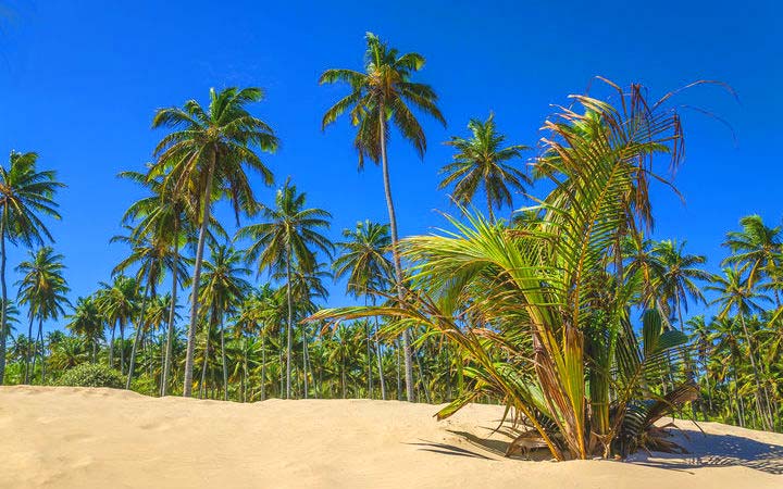 Antilles (Grenade)