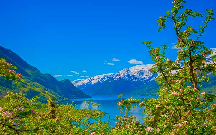 Norvège (Hardangerfjord)