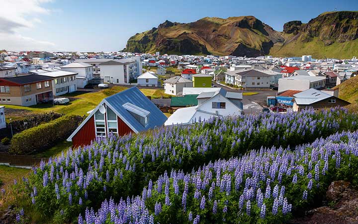 Islande (Ile de Heimaey)