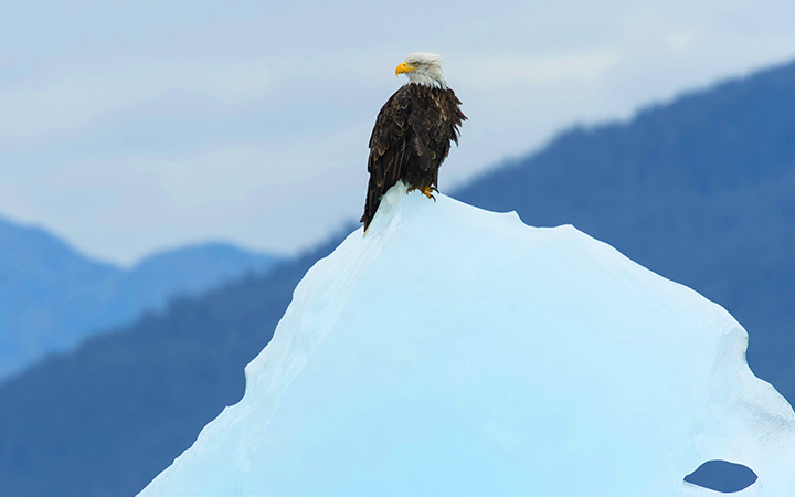 Alaska (Holkham Bay Glacier)