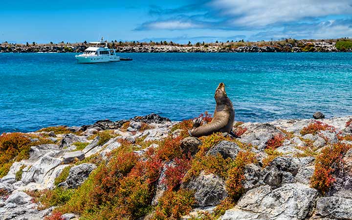 Iles Galapagos (Ile Bartholomée)