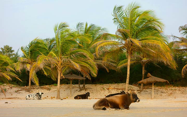 Guinée-Bissau (Ile Carache)