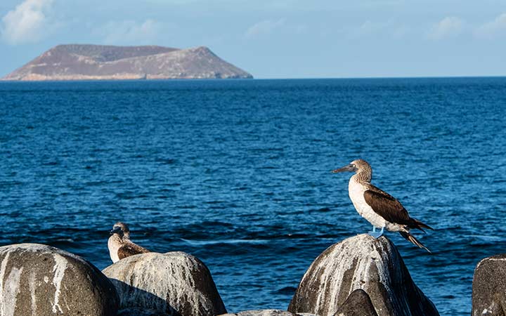 Iles Galapagos (Ile Daphne)