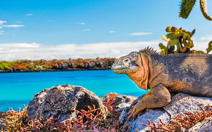 Iles Galapagos (Ile Plaza Sud)