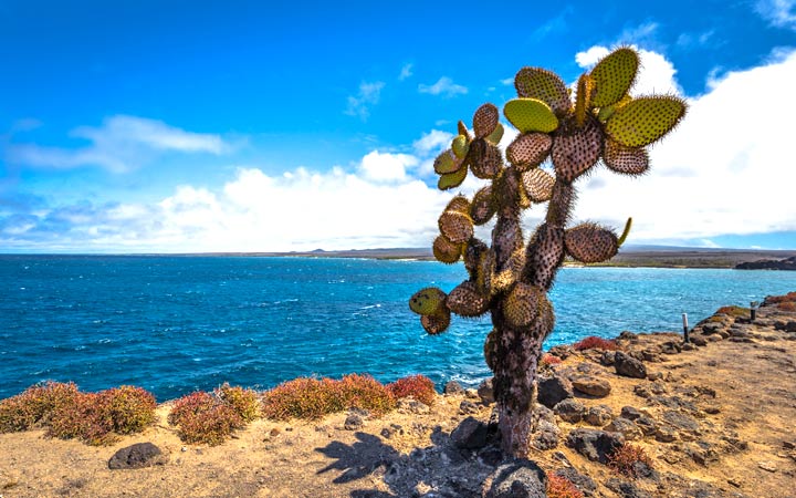 Iles Galapagos (Ile Plaza Sud)