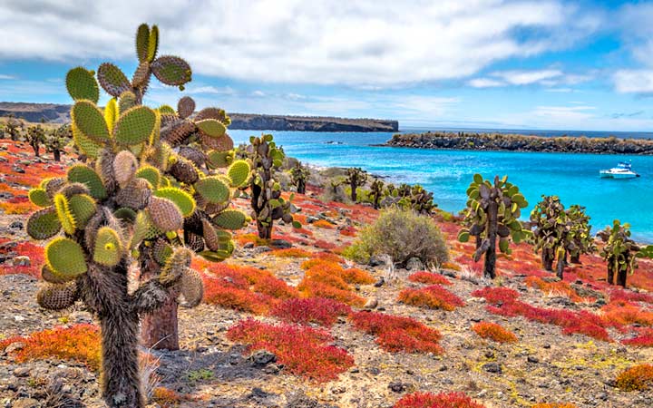 Iles Galapagos (Ile Plaza Sud)