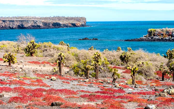Iles Galapagos (Ile Plaza Sud)