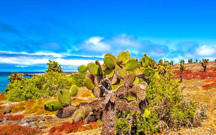 Iles Galapagos (Ile Plaza Sud)
