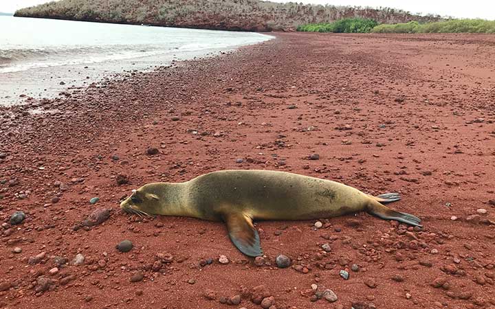 Iles Galapagos ( Ile Rabida)