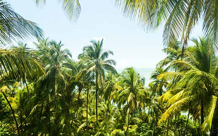 Guyane Française (Ile Royal)
