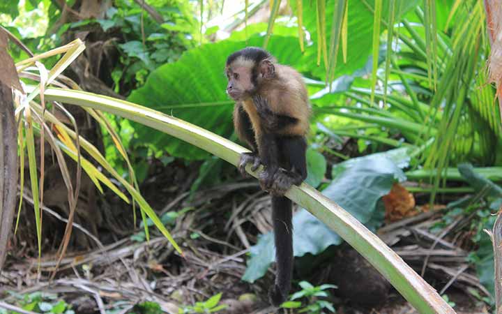Guyane Française (Ile Royal)