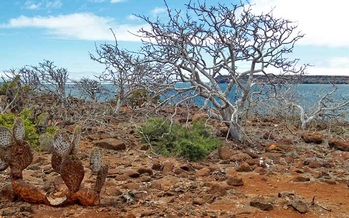 Iles Galapagos (Ile Seymour Nord)