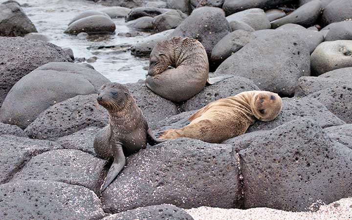 Iles Galapagos (Ile Seymour Nord)