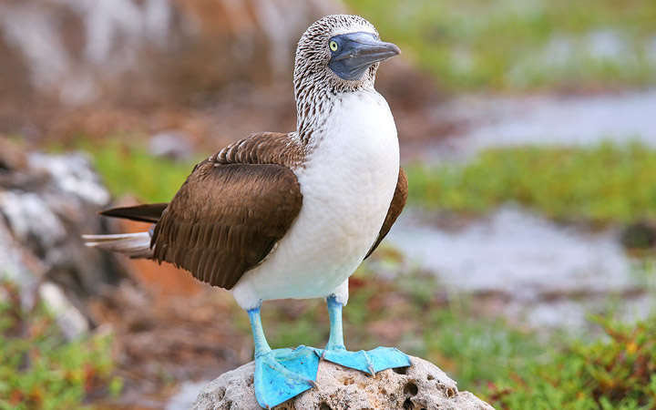Iles Galapagos (Ile Seymour Nord)