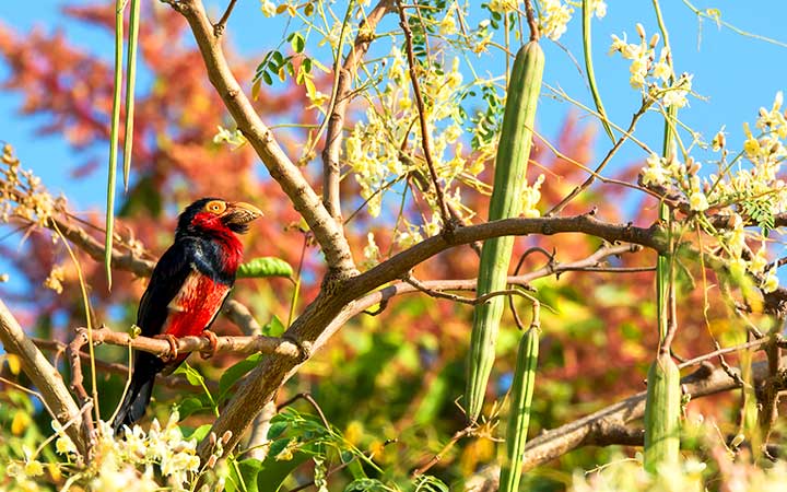 Guinée-Bissau (Ile d'Orango)