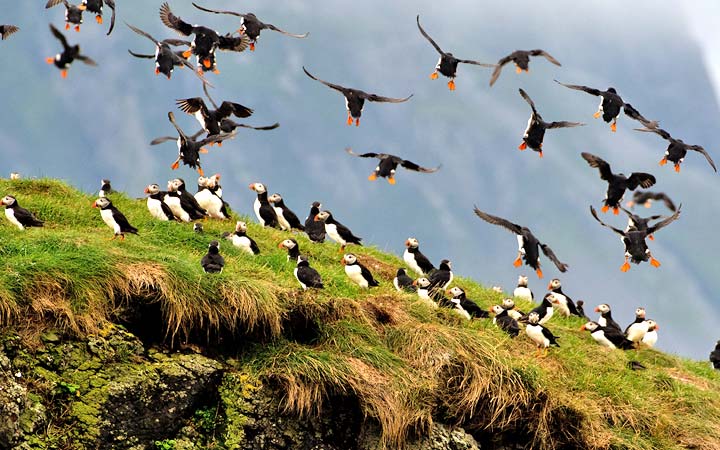 Ecosse (Ile de Canna)